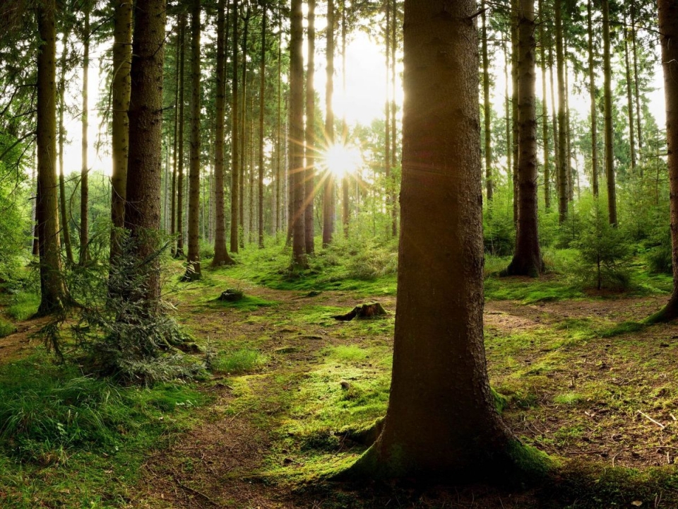 Please complete our final survey - News - Foresters' Forest - Our ...